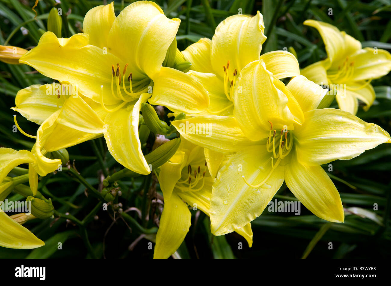 Hemerocallis Day Lily `Marion Vaughan` Stock Photo Alamy
